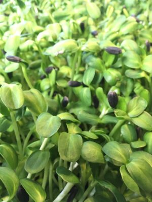 Micro Greens Sunflowers