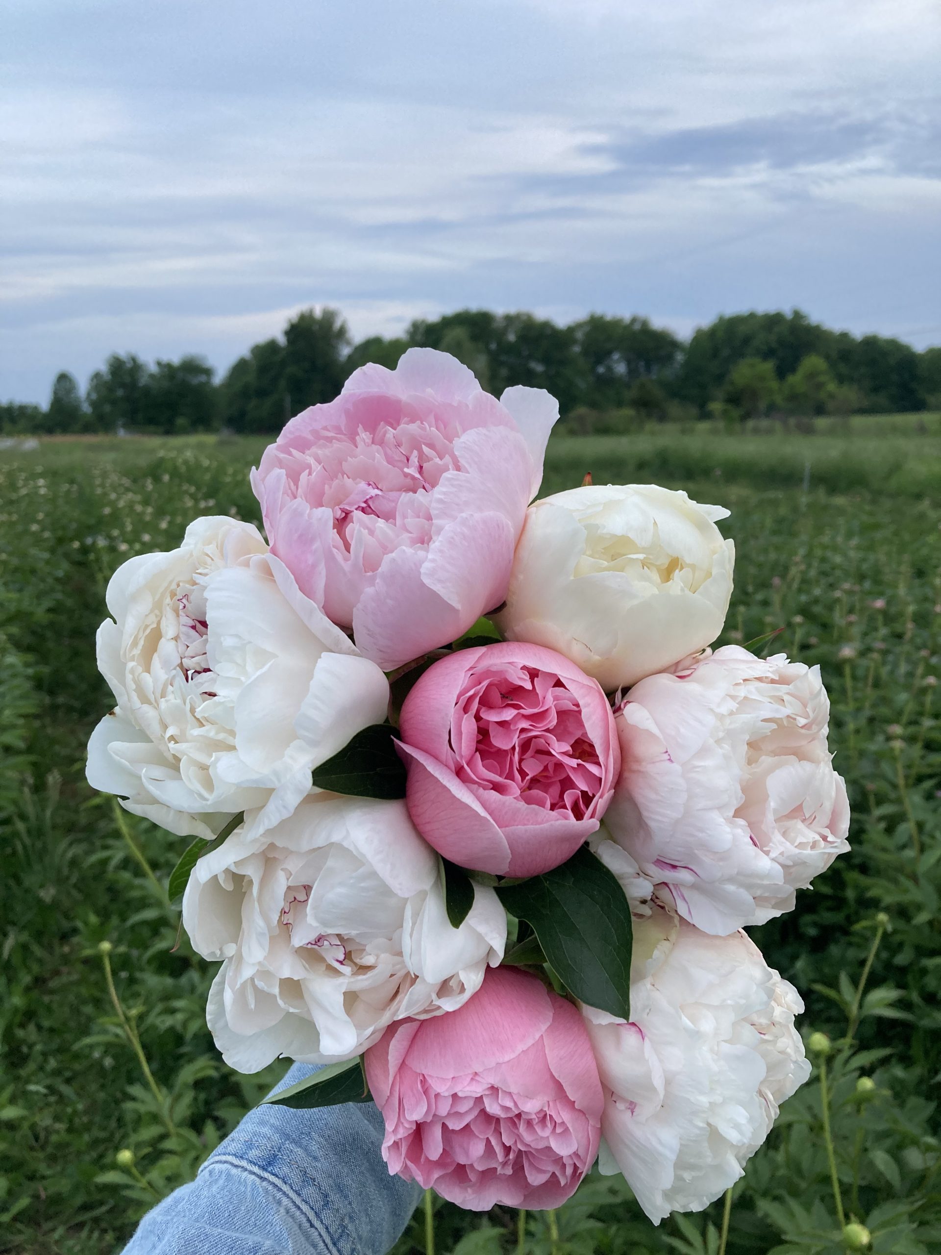 Mixed Peony Bouquets | Eastward Gardens