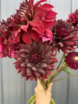 Tuber Holly Hill Black Beauty